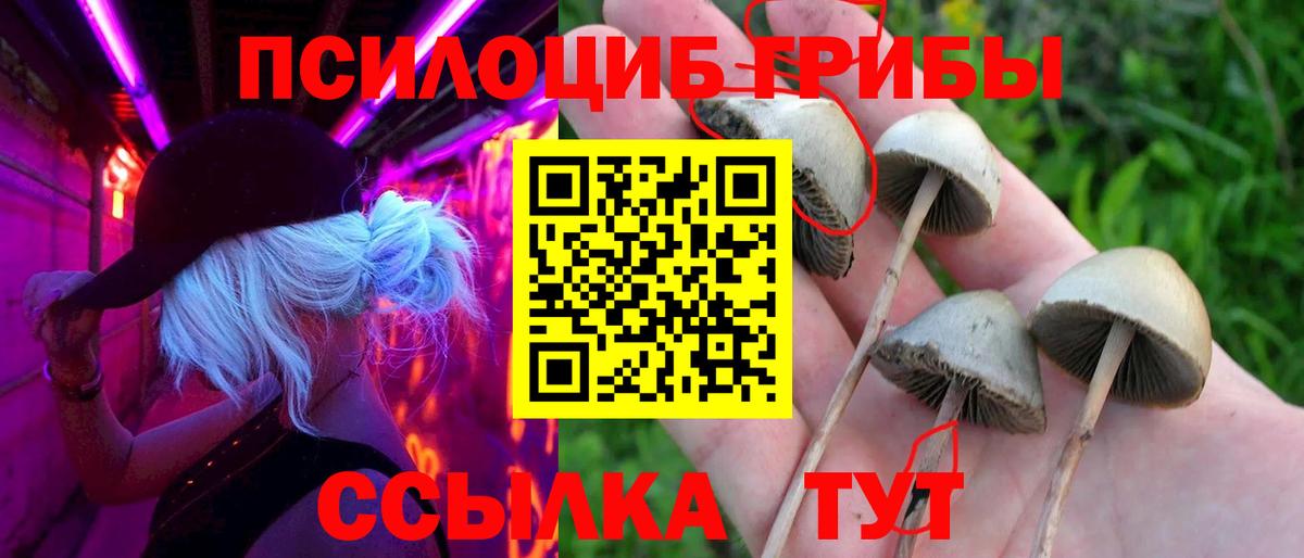 Псилоцибиновые грибы мухоморы Москва